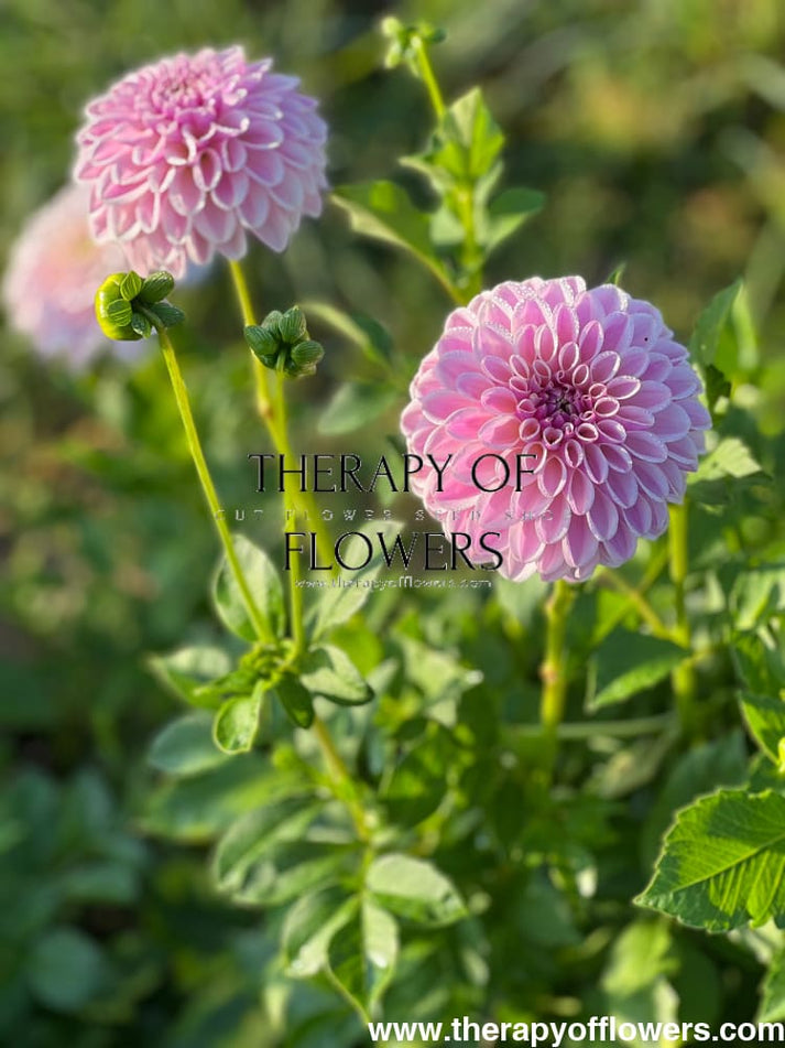 Dahlia Floral Knit Set - Pink