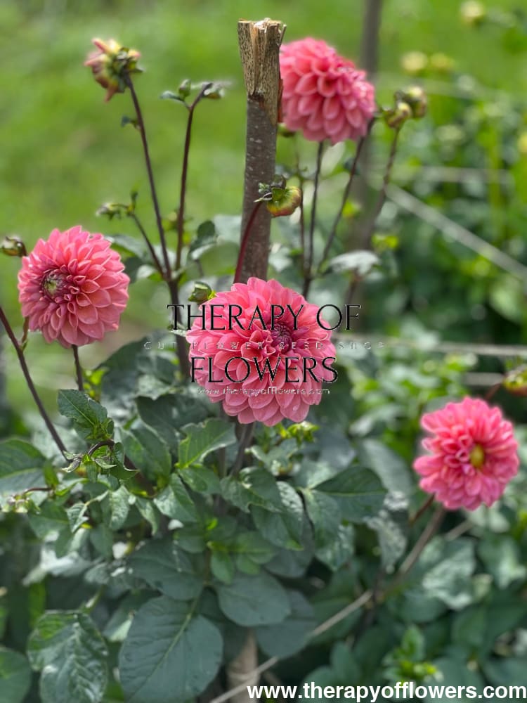 Dahlia Roza Pantera therapyofflowers.com