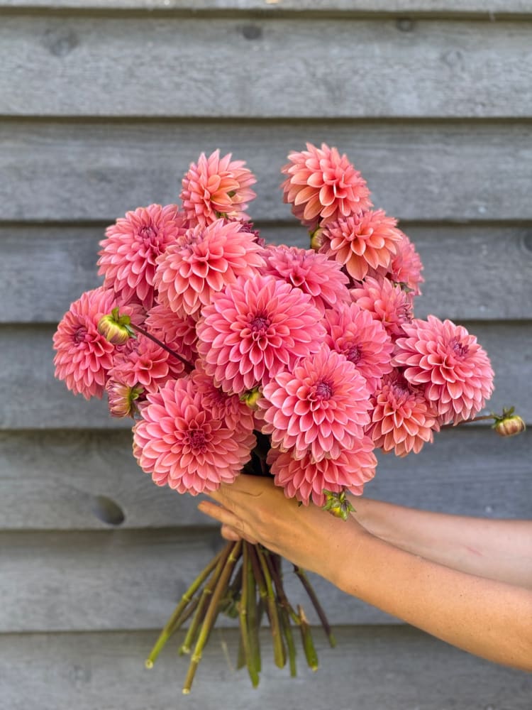 Dahlia Roza Pantera | Excellent for cut flowers therapyofflowers.com