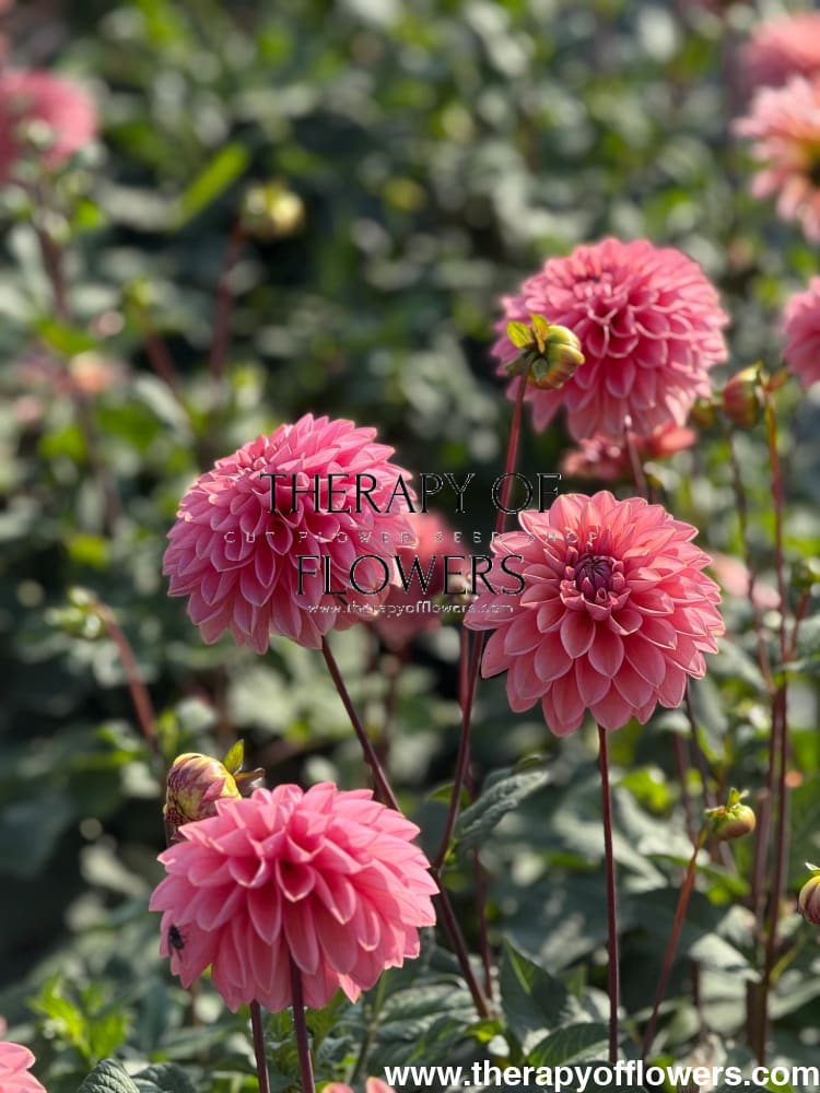 Dahlia Roza Pantera | Excellent for cut flowers - 100 cm / Ball / 8-12 cm - Tubers