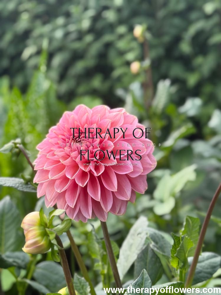 Dahlia Roza Pantera | Excellent for cut flowers therapyofflowers.com