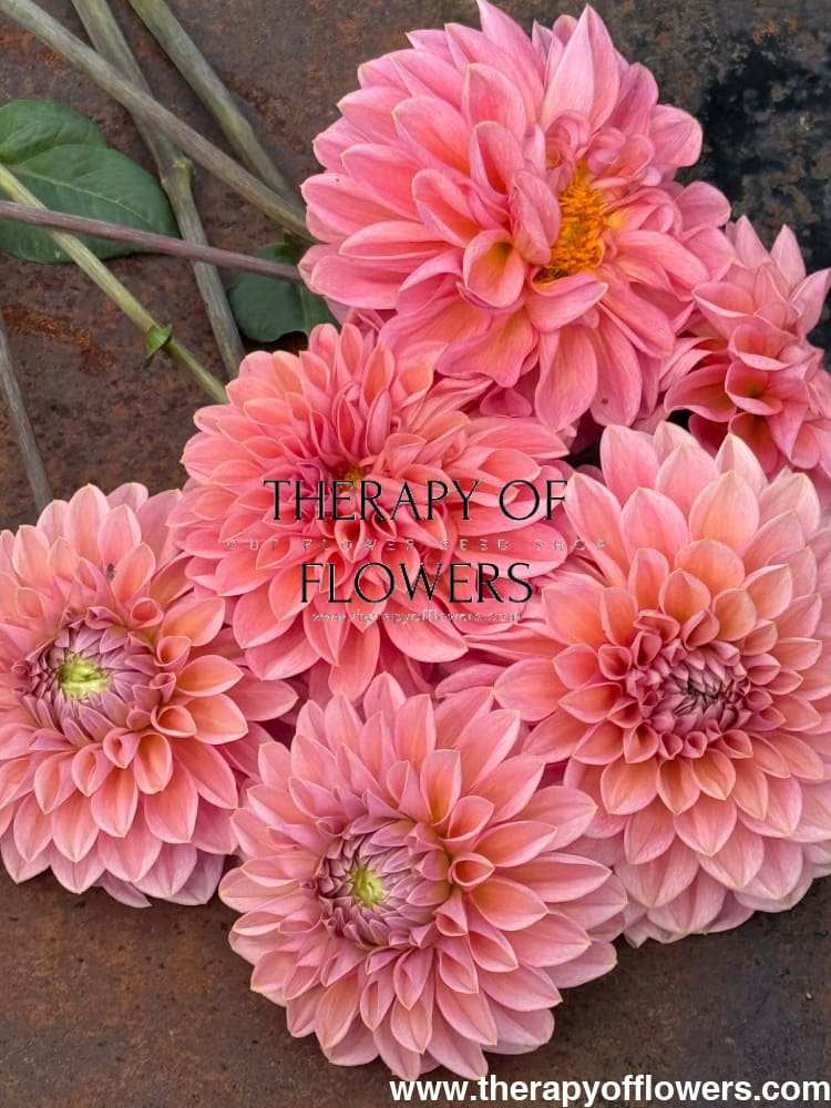 Dahlia Roza Pantera | Excellent for cut flowers therapyofflowers.com