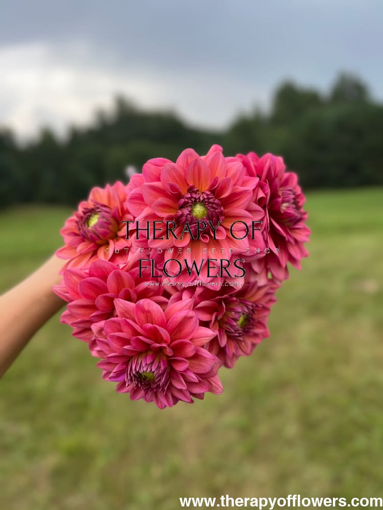 Dahlia Salmon Runner therapyofflowers.com