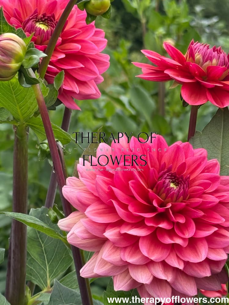 Dahlia Salmon Runner therapyofflowers.com