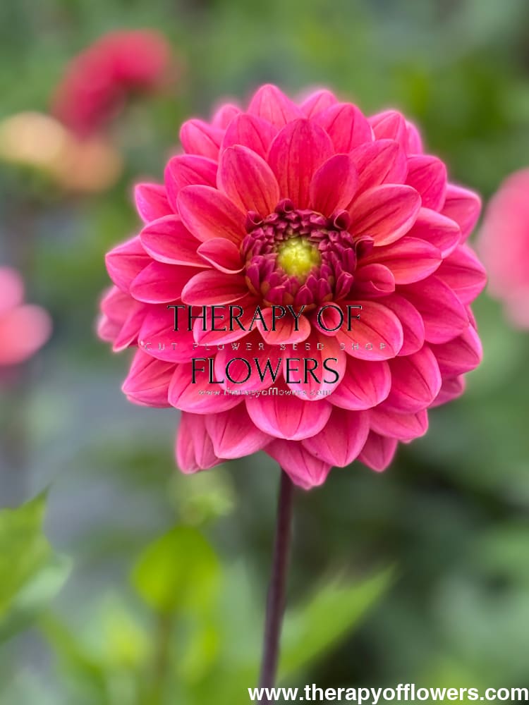 Dahlia Salmon Runner therapyofflowers.com