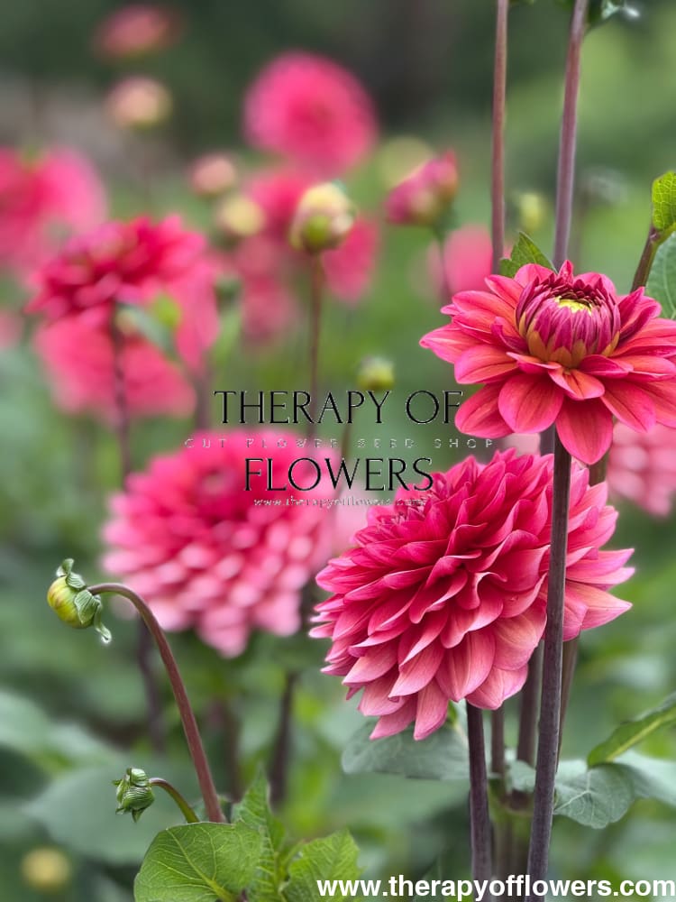 Dahlia Salmon Runner therapyofflowers.com