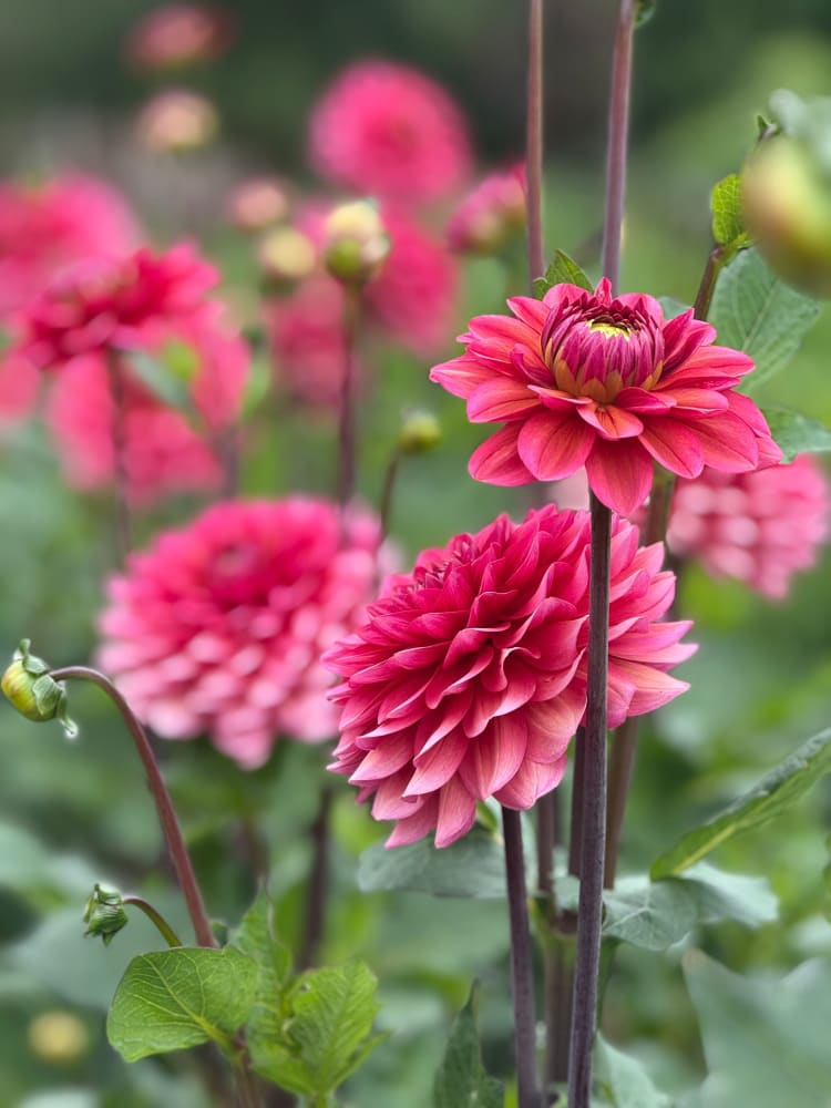 Dahlia Salmon Runner therapyofflowers.com