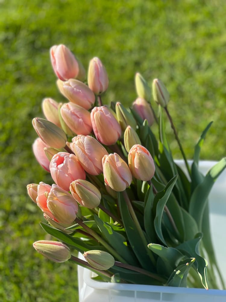 Darwin Hybrid Tulip Salmon Impression therapyofflowers.com