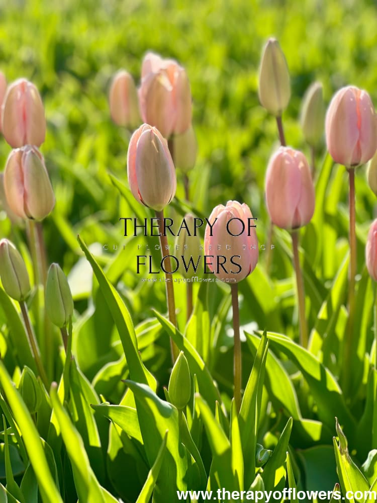 Darwin Hybrid Tulip Salmon Impression therapyofflowers.com