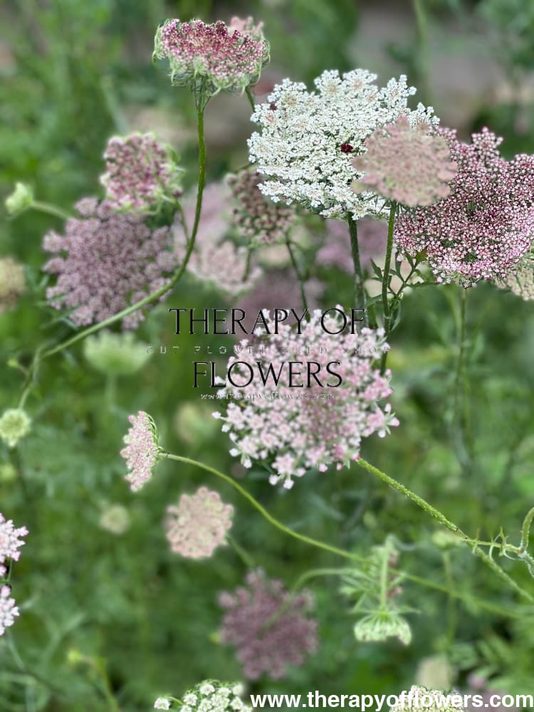 carrot flower seed Daucus carota Dara
