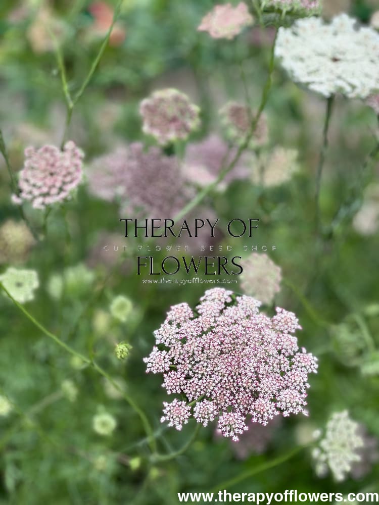 Daucus carota Dara therapyofflowers.com