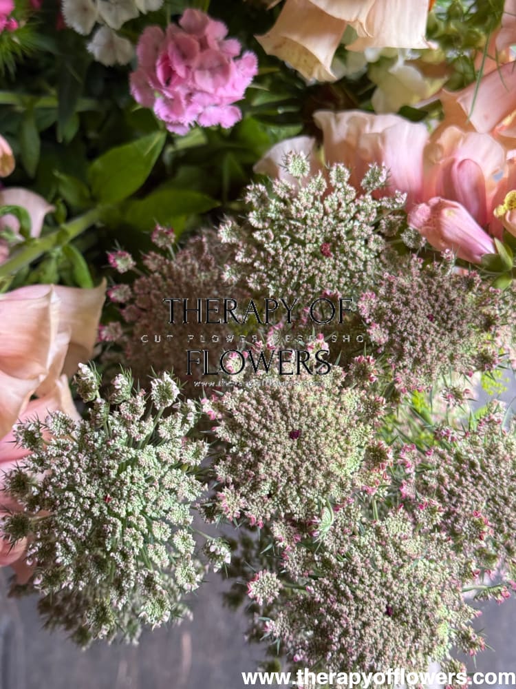 Daucus carota Dara | Wild carrot therapyofflowers.com