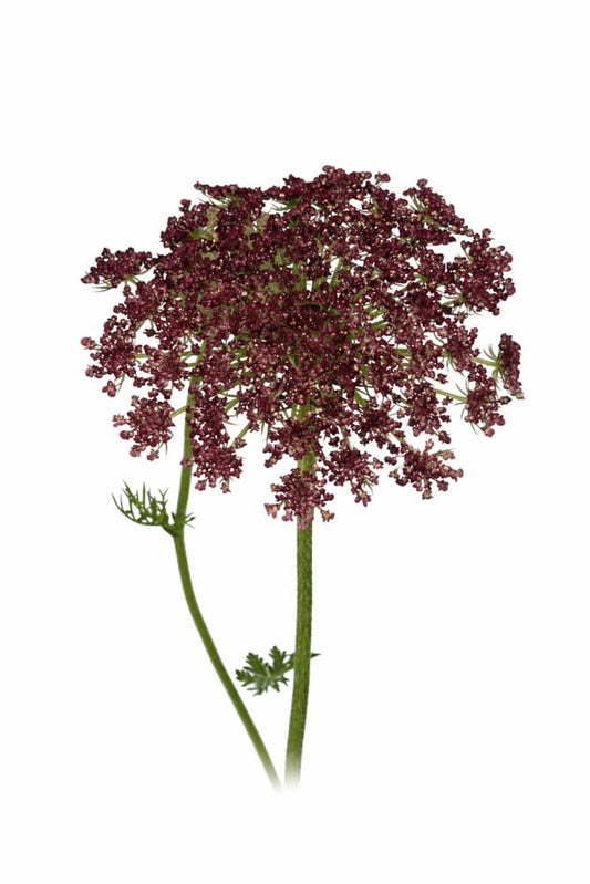 Daucus carota Purple Kisses | Wild Carrot - 40 seeds plus / Deep purple - Seeds