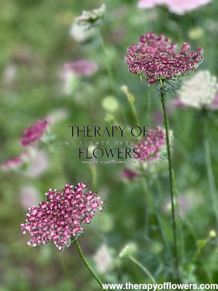 Daucus carota Dara therapyofflowers.com