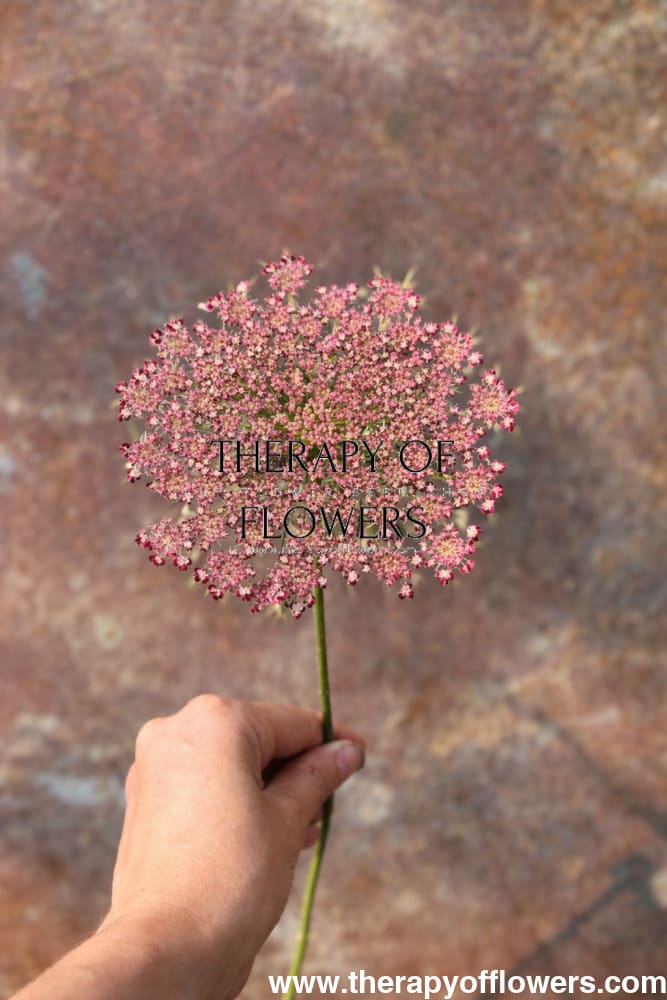 Daucus carota Purple Kisses | Wild Carrot therapyofflowers.com