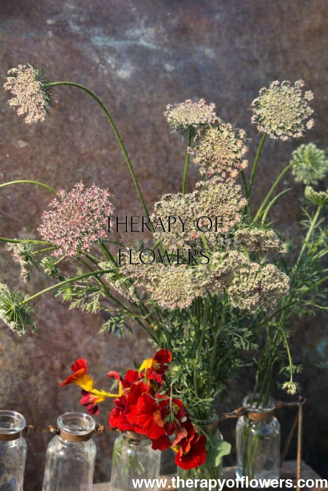 Daucus carota Purple Kisses | Wild Carrot – Elegant Cut Flower