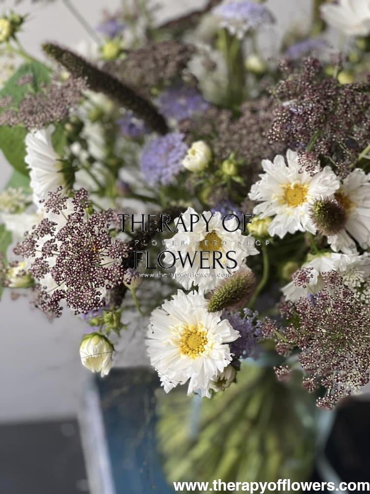 Daucus carota Dara therapyofflowers.com