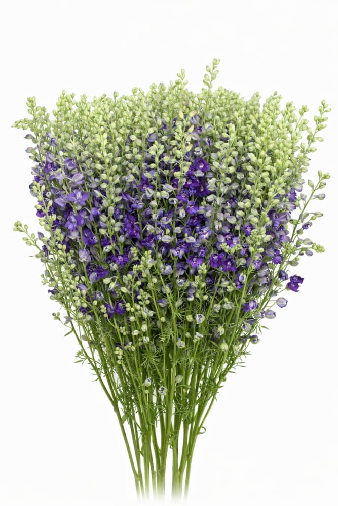 Delphinium consolida EVA Deep Blue | Larkspur - 0.2 gram - Seeds