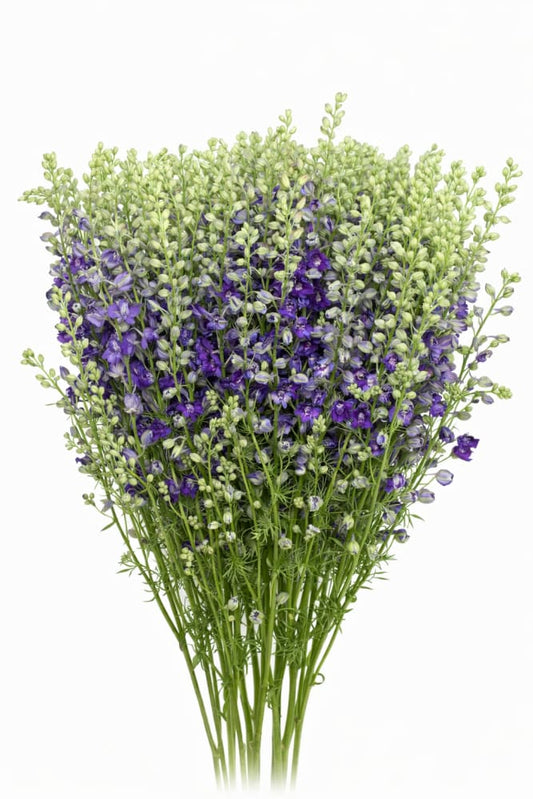 Delphinium consolida EVA Deep Blue | Larkspur - 0.2 gram - Seeds