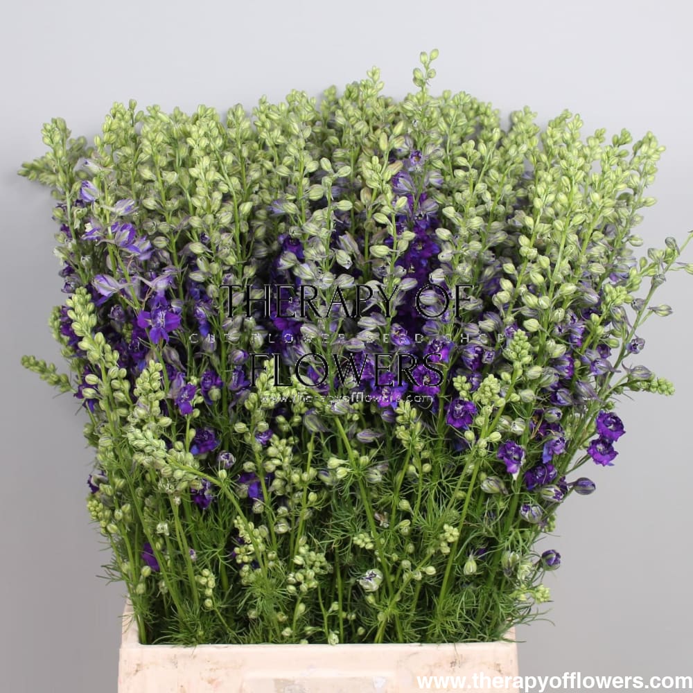 Delphinium consolida Deep Blue | Larkspur therapyofflowers.com