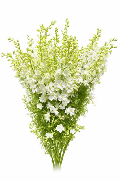 Delphinium consolida EVA White | Larkspur - 40 + seeds / White - Seeds