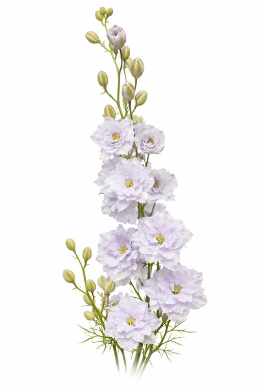 Delphinium consolida Fancy Smokey Eyes | Larkspur - 0.2 gram / Pale lavender - Seeds