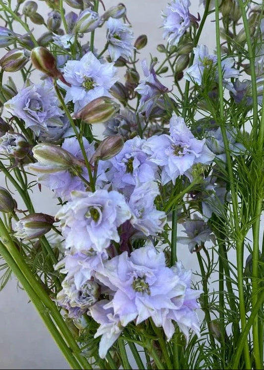 Delphinium consolida Fancy Smokey Eyes | Larkspur therapyofflowers.com
