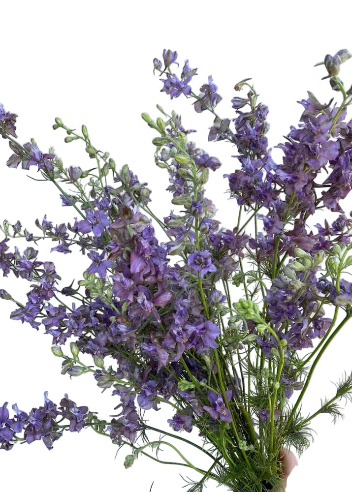 Delphinium consolida Misty Lavander | Larkspur therapyofflowers.com