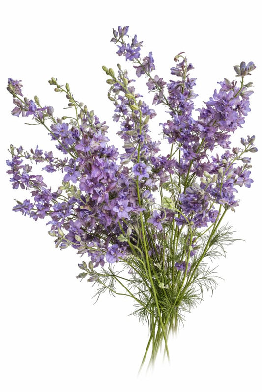 Delphinium consolida Misty Lavander | Larkspur - 0.2 gram / Lavander - Seeds