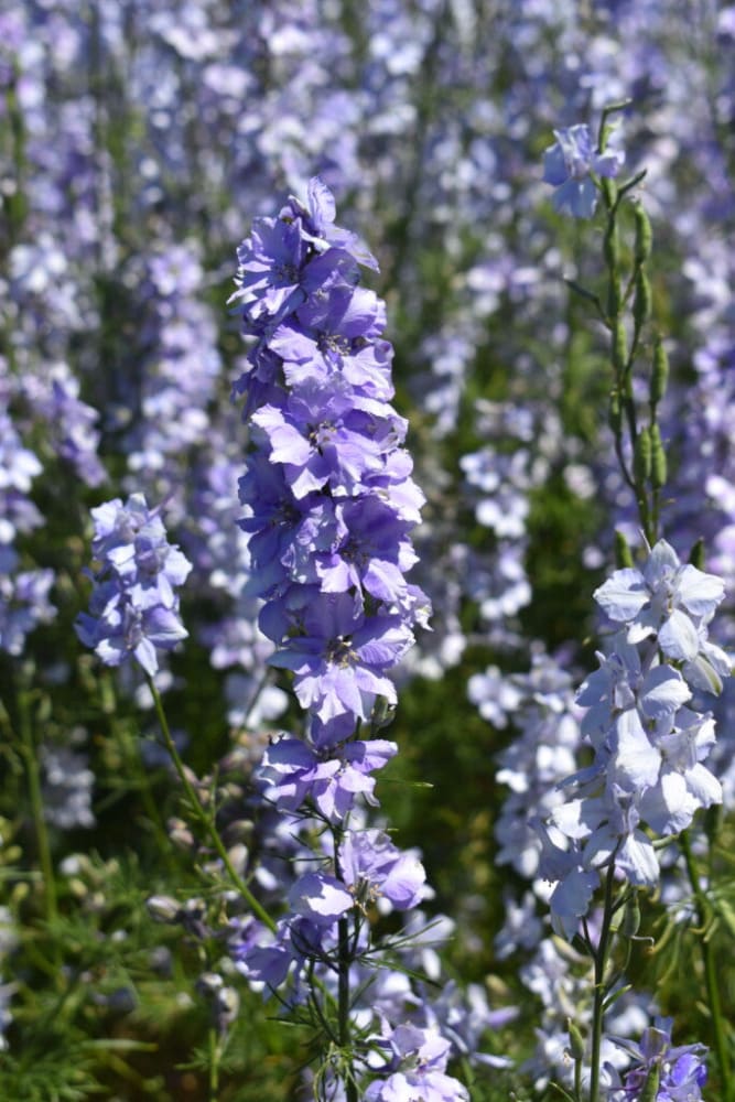 Delphinium consolida QIS® Light Blue | Larkspur therapyofflowers.com