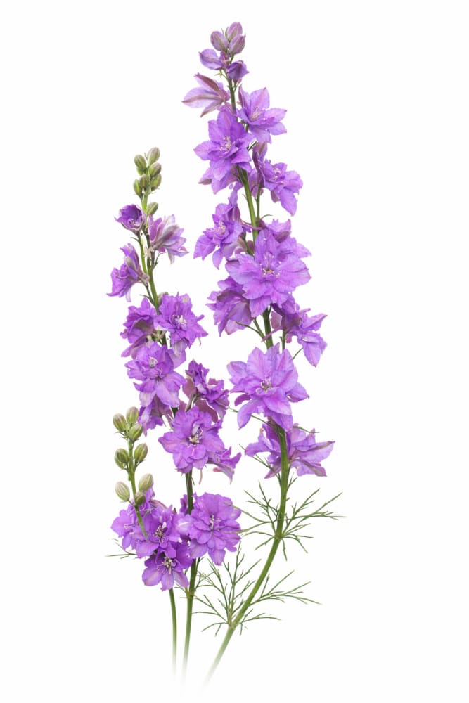 Delphinium consolida QIS® Lilac | Larkspur – therapyofflowers.com