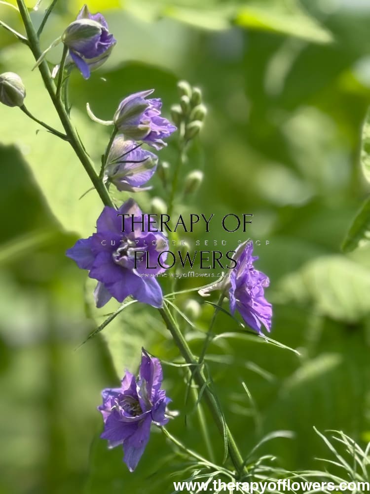 Delphinium consolida QIS® Lilac | Larkspur therapyofflowers.com