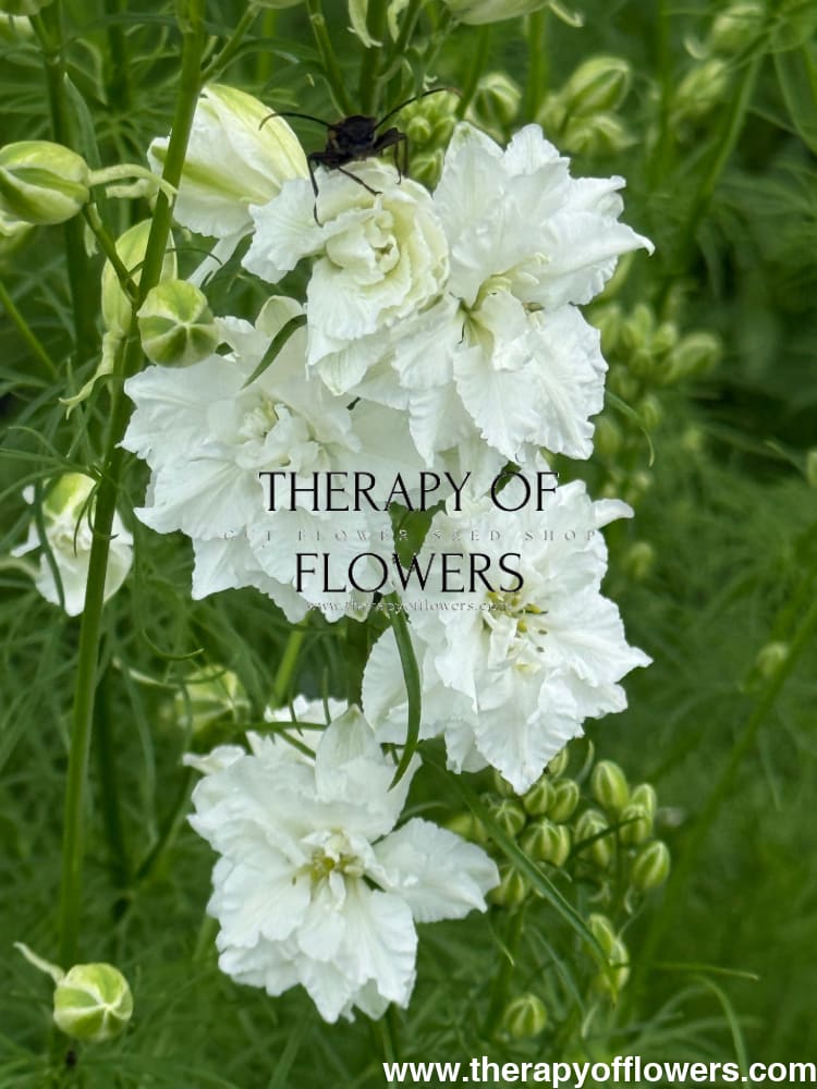 Delphinium consolida QIS® White | Larkspur therapyofflowers.com