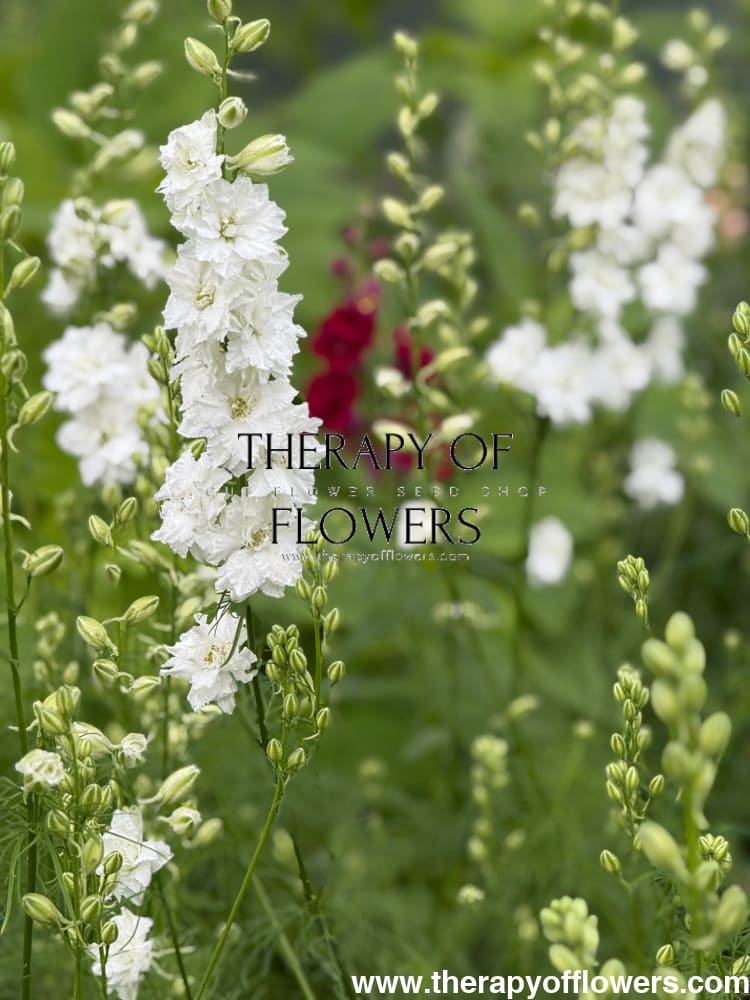 Delphinium consolida QIS® White | Larkspur therapyofflowers.com