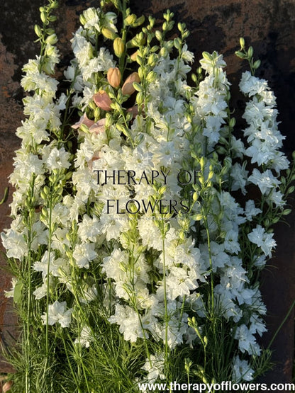 Delphinium consolida QIS® White | Larkspur therapyofflowers.com