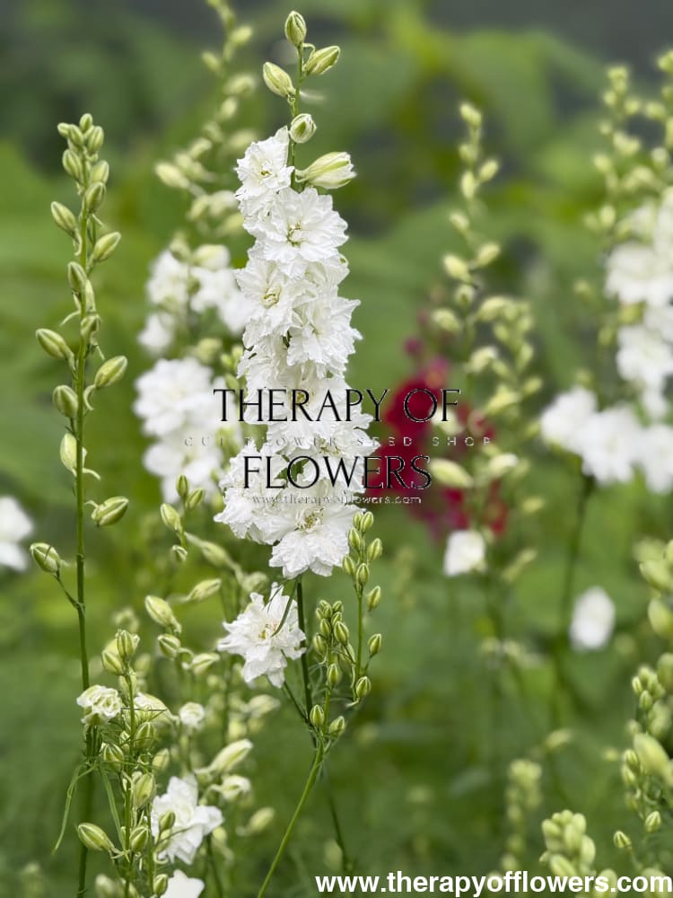 Delphinium consolida QIS® White | Larkspur therapyofflowers.com