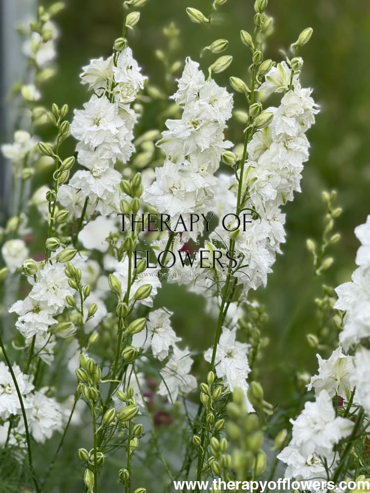 Delphinium consolida QIS® White | Larkspur therapyofflowers.com