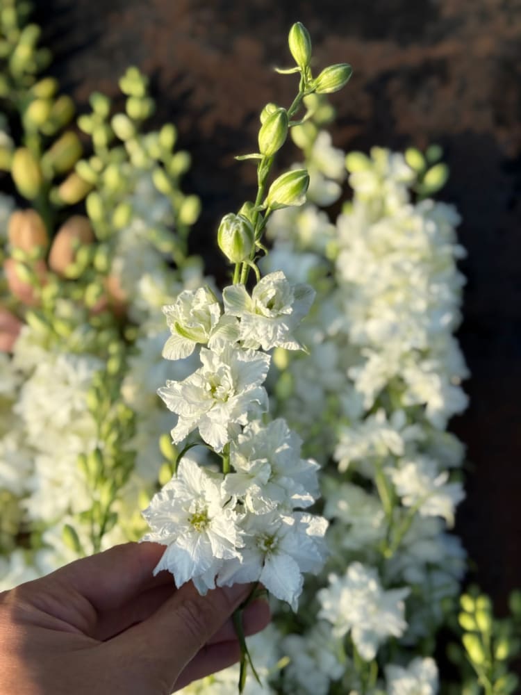 Delphinium consolida QIS® White | Larkspur therapyofflowers.com
