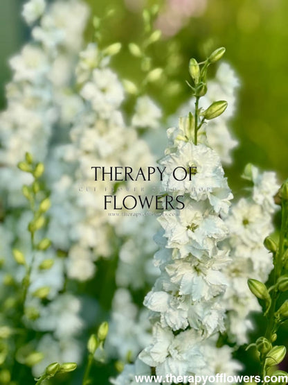Delphinium consolida QIS® White | Larkspur therapyofflowers.com