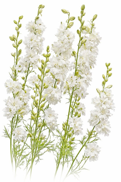 Delphinium consolida QIS® White | Larkspur - 0.2 gram / White - Seeds