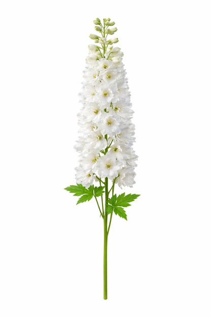 Delphinium elatum Guardian White therapyofflowers.com