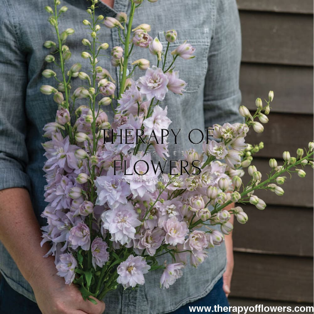 Delphinium elatum Magic Fountain Cherry Blossom therapyofflowers.com