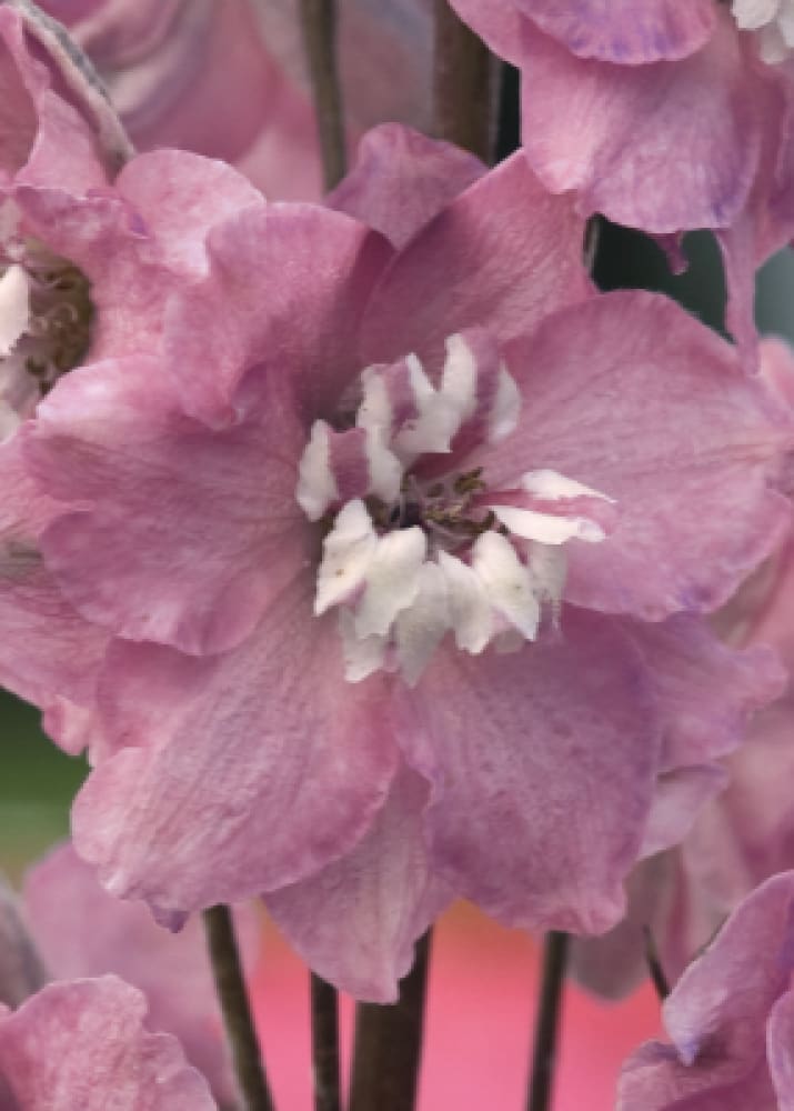 White Bee | Delphinium therapyofflowers.com