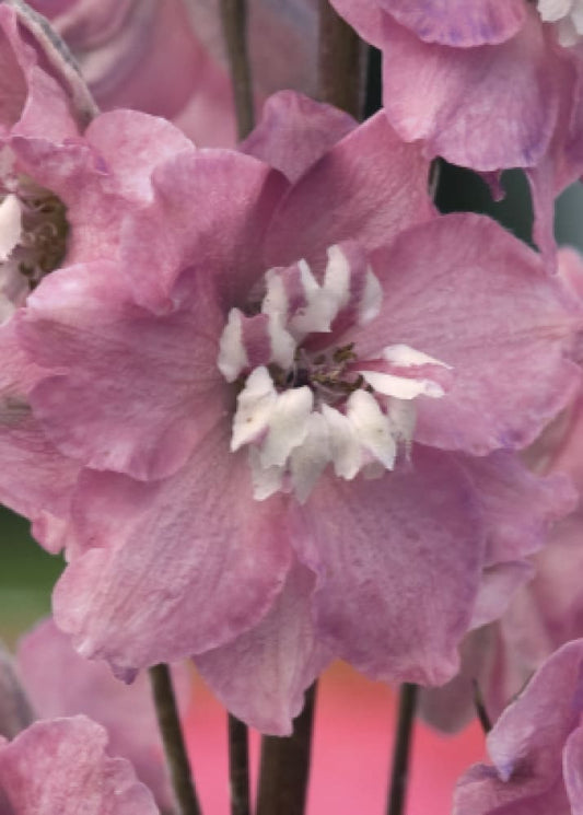 White Bee | Delphinium therapyofflowers.com
