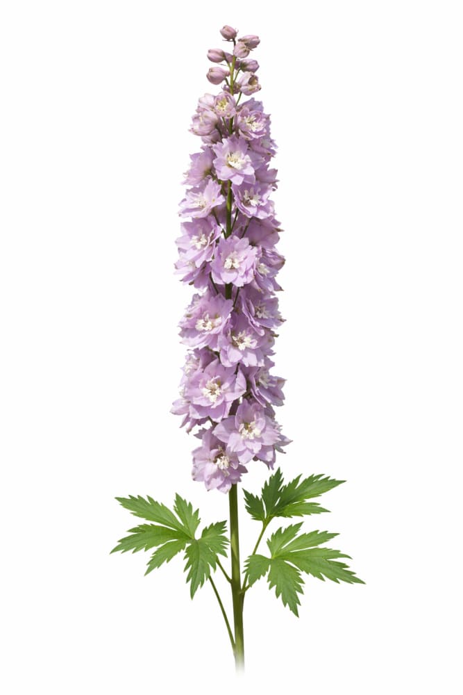 Delphinium elatum Magic Fountains Cherry Blossom White Bee | Delphinium | Excellent as Cut Flower therapyofflowers.com