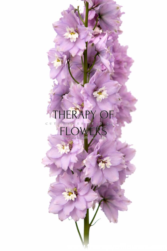 Delphinium elatum Magic Fountains Cherry Blossom White Bee | Delphinium | Excellent as Cut Flower - 20 seeds / Soft