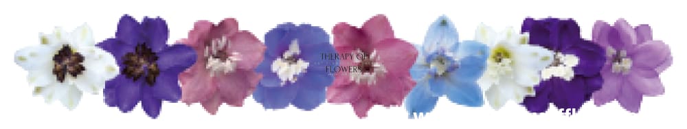 Delphinium elatum Magic Fountains Mix  | Delphinium | Excellent as Cut Flower therapyofflowers.com