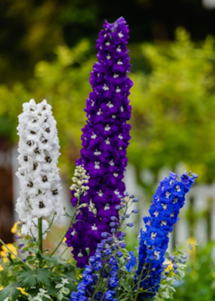 Delphinium elatum Magic Fountains Mix  | Delphinium | Excellent as Cut Flower therapyofflowers.com