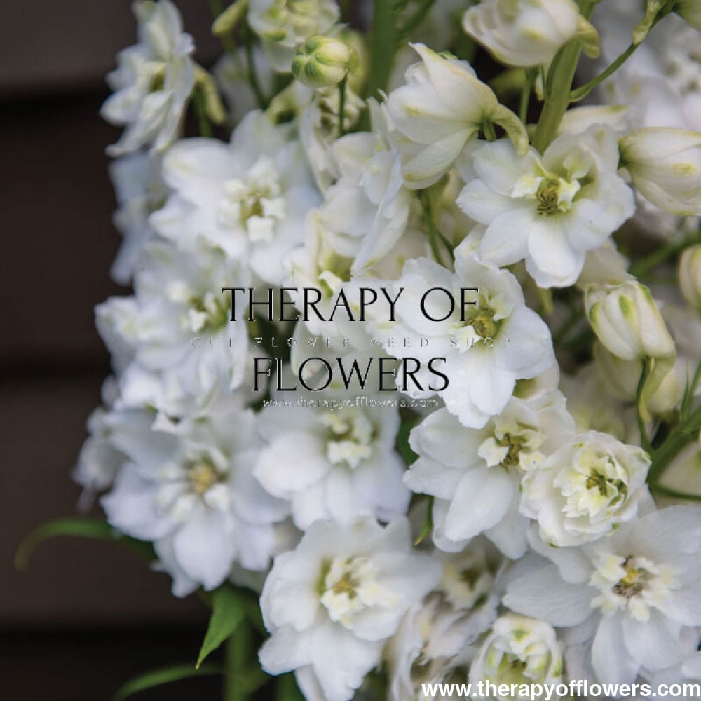 Delphinium elatum Magic Fountains Pure White | Delphinium | Excellent as Cut Flower therapyofflowers.com