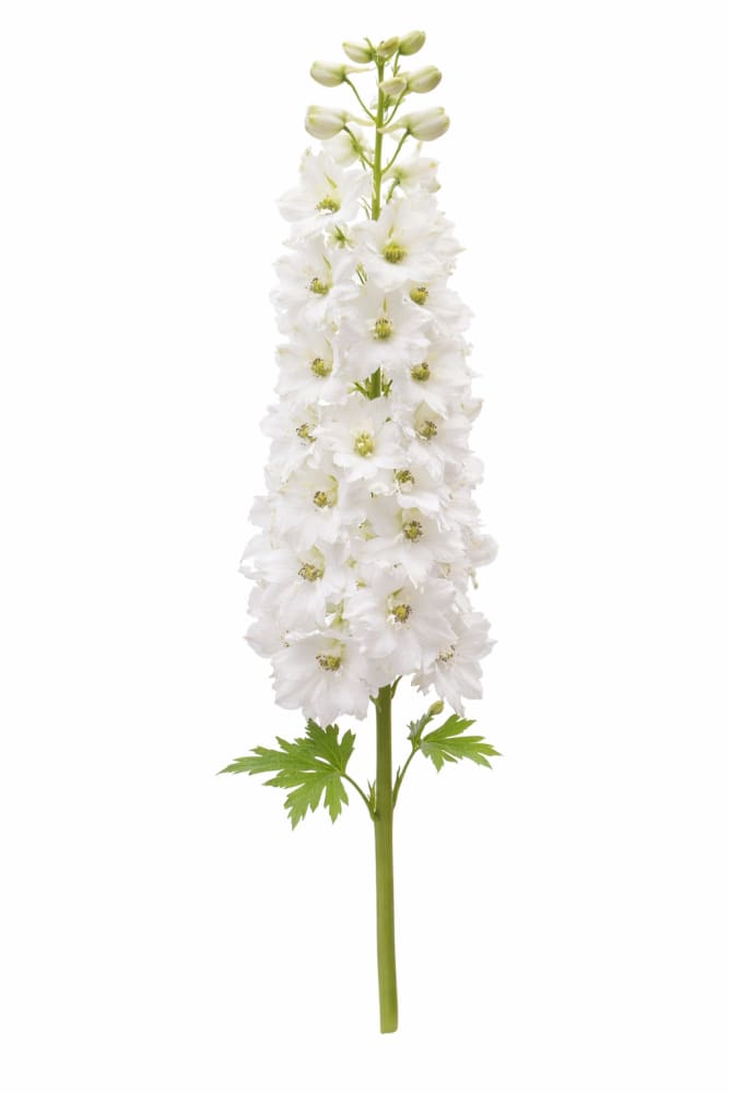 Delphinium elatum Magic Fountains Pure White